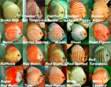 Malezya, Discus Toplu