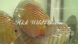 HEK Discus